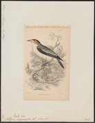 Tityra inquisitor - 1838 - Print - Iconographia Zoologica - Special Collections University of Amsterdam - UBA01 IZ16600035.tif