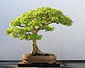 Acer bonsai