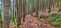 Pine Forest at Kolahalamedu