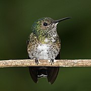 White-necked jacobin (Florisuga mellivora mellivora) female.jpg