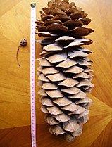 Old cone, with Sequoia sempervirens cone