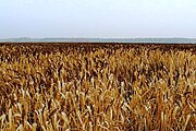 Plantación de centeno en Bielorrusia