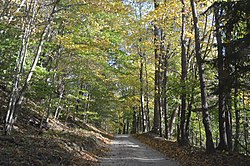 Wooded road near Charles Mill Lake