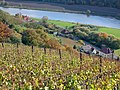 Weinberg und Weingut Graue Presse