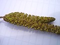 flowering male catkin