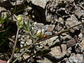 Arenaria capillaris