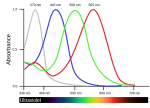 Thumbnail for Tetrachromacy