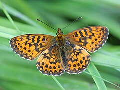 Boloria (Clossiana) titania