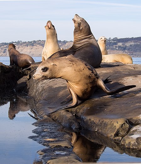 California sea lion running (flopping?) towards the camera