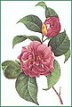 Desen reprezentând Camellia japonica