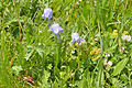 ciampanela de Santa Maria (campanula barbata) sun Mastlé.