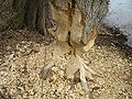 Beaver felled tree (Ulmus) at the Brok, River Bug (Poland)