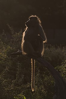 La silhouette lumineuse d'un singe se détache dans l'ombre.