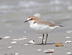 Charadrius ruficapillus