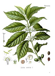 Coffea arabica L.