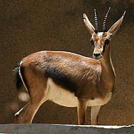 Kivijeova gazela (ženka)