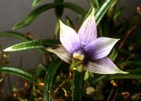 Dendrobium cyanocentrum