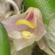 Dendrobium lichenastrum