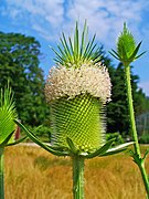 Dipsacus sativus 002.JPG