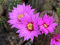 Echinecereus lauii