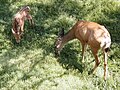 Fawn and mother.jpg