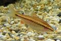 Female Cherry Barb