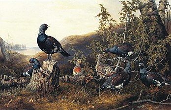 Tetřev hlušec na jalovci (Ferdinand von Wright, 1896)