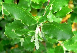 Garryaceae