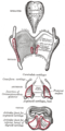 Los cartílagos de la laringe. Vista posterior.