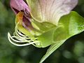 Flor, detalle de los aparatos reproductores (se ha quitado la quilla).