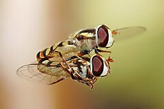 Third place: Hoverflies mating in midair. Fir0002 (GFDL)