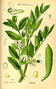 Illustration Vicia faba0.jpg