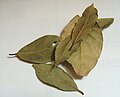 bay leaves