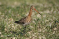 Nigravosta limozo, Limosa limosa