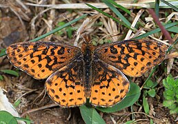 Boloria (Clossiana) bellona