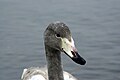 Young whooper swan at Lake Kussharo, Japan