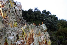 Buitres leonados (Gyps fulvus) en los roquedos de Monfragüe.