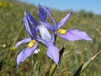 Moraea fugax