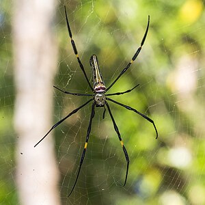 Nephila pilipes, by Crisco 1492