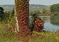 Selbstkletternde Jungfernrebe in beginnender Herbstfärbung