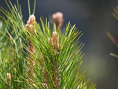 Pinus taiwanensis, Ren’ai Township, Nantou, Taiwan 07.jpg