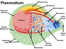 Plasmodium.png