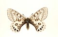 Parnassius orleans