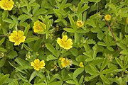 Potentilla (cinquefoil) Yakutia 22,500 YBP[26]