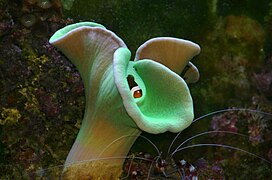 Sarcophyton o coral cuero con pólipos retraidos.