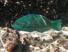 黑斑鸚嘴魚 (male)