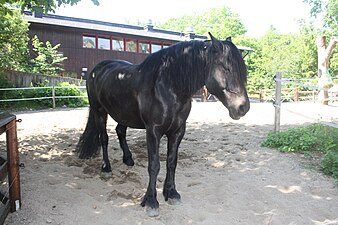 Häst framför häststallet.