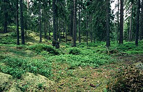 švédský smrkový les