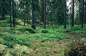 Swedish Pine Forest