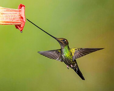 Sword-billed hummingbird, by Andy Morffew